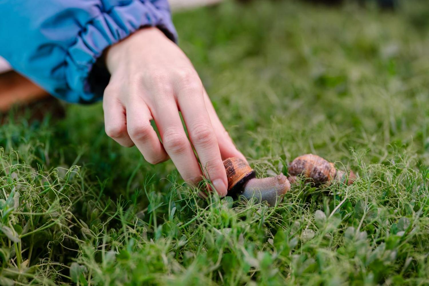 Резидент ИНТЦ «Сириус» разработала способ получения улиточного муцина этичным путем